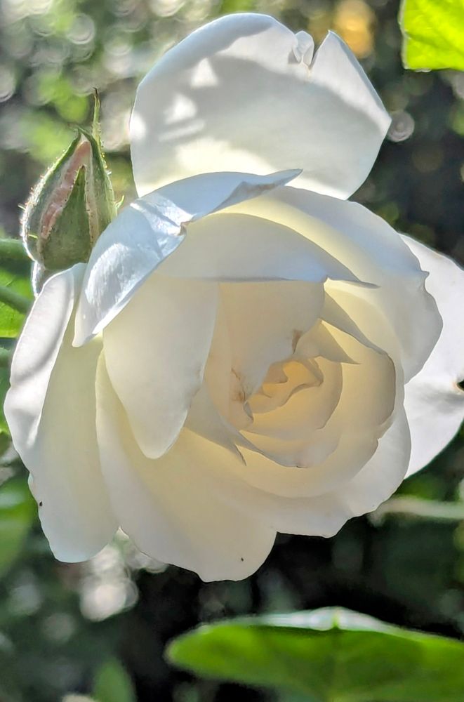 Nahaufnahme einer Schneewittchen Rosenblüte im Gegenlicht
