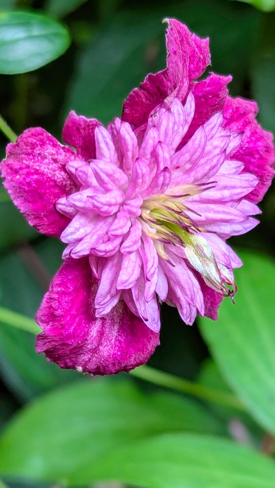 Nahaufnahme einer Blüte 