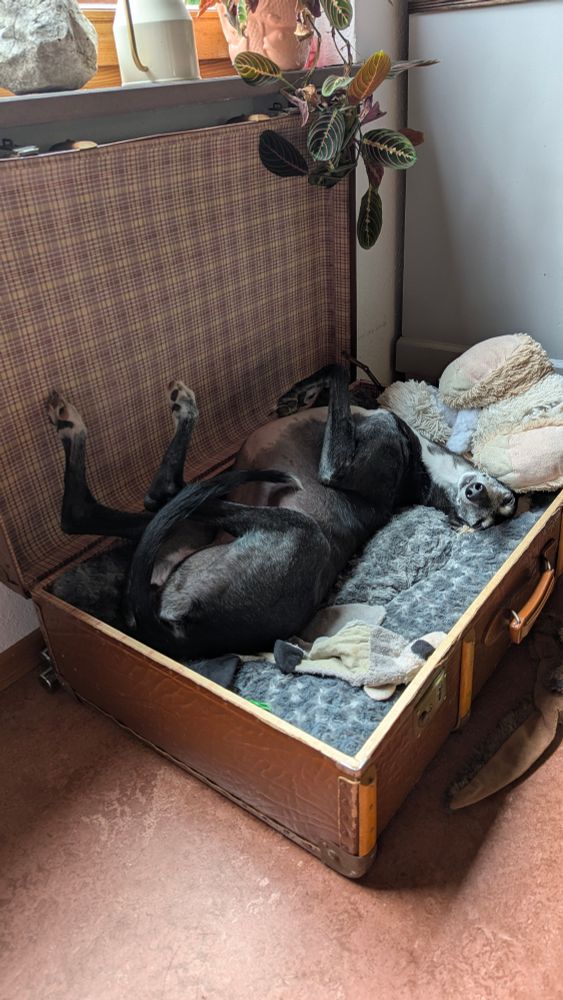 Schwarze Galga mit weißen Abzeichen in einem antiken Reisekoffer auf dem Rücken liegend