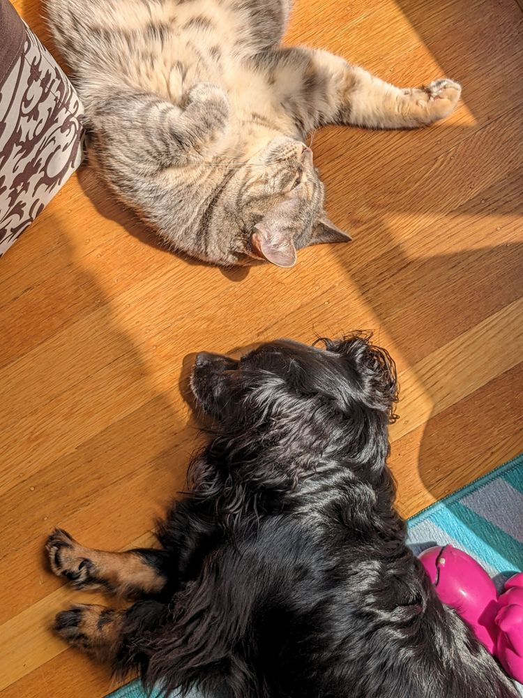 A dilute grey tortie cat sprawls in a square of sunshine. A black dog sprawls below her. They are head to head, asleep. 