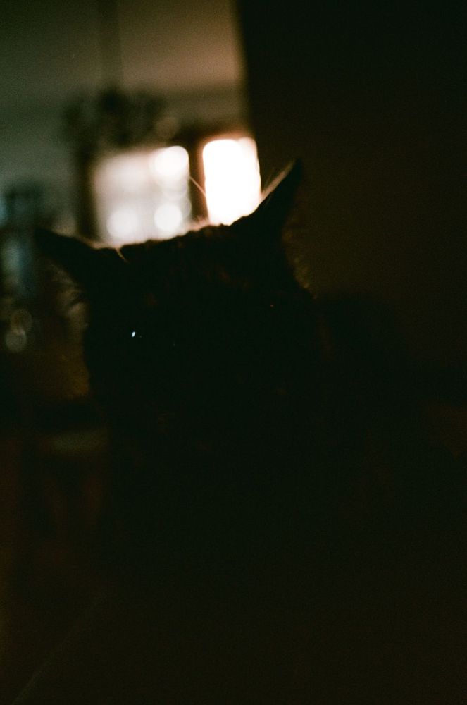 tortoiseshell cat looking dark and scary