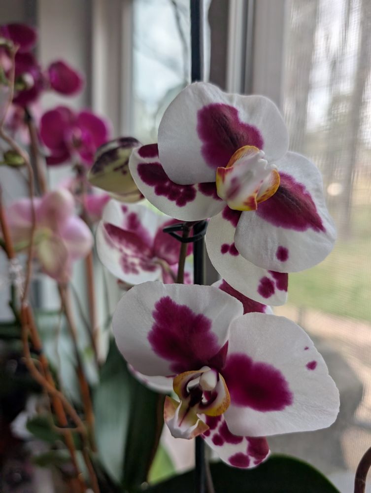 Blooming orchids, white with purple splotches in foreground