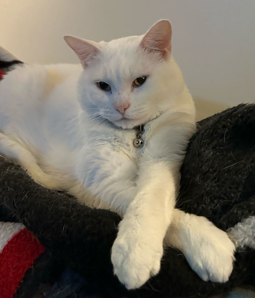 Daisy being very elegant with her paws crossed ♡ 