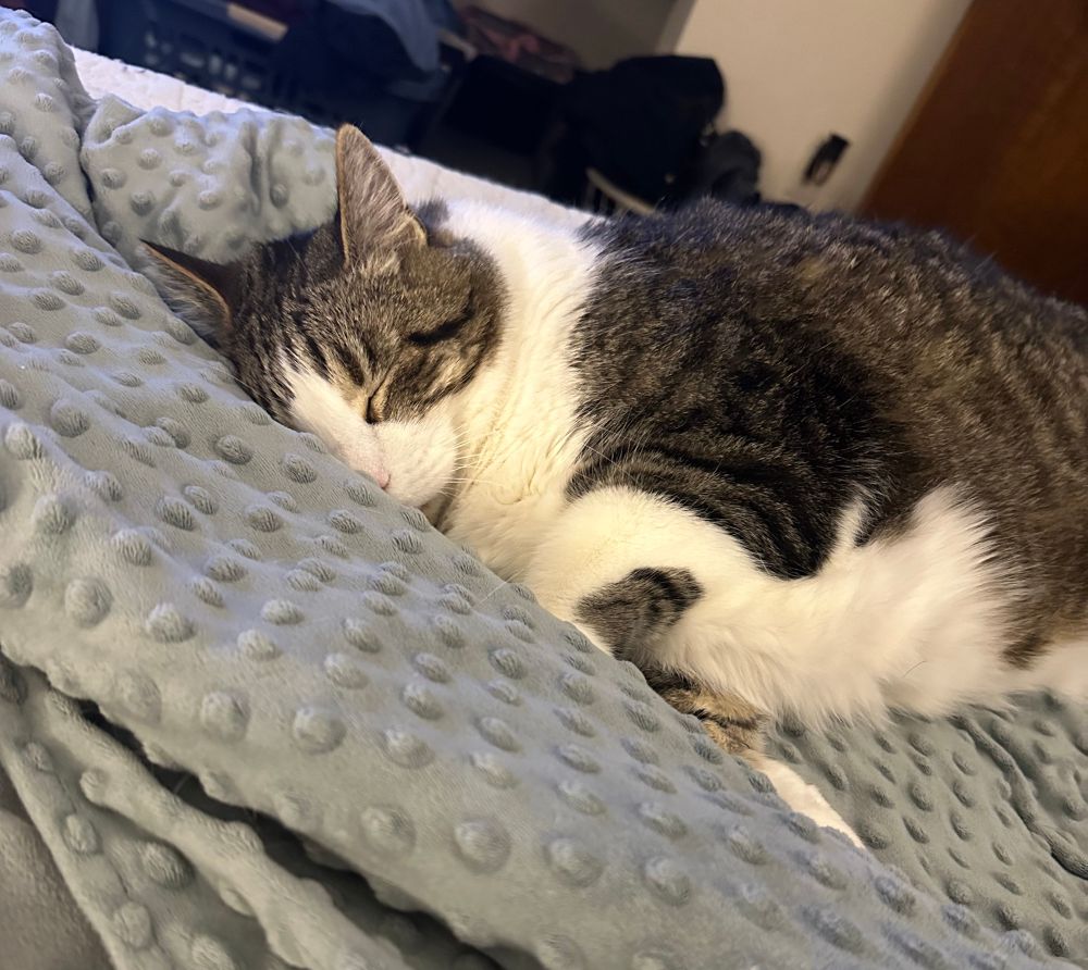 Large cat, Fitzgerald, sleeping on a weighted blanked 