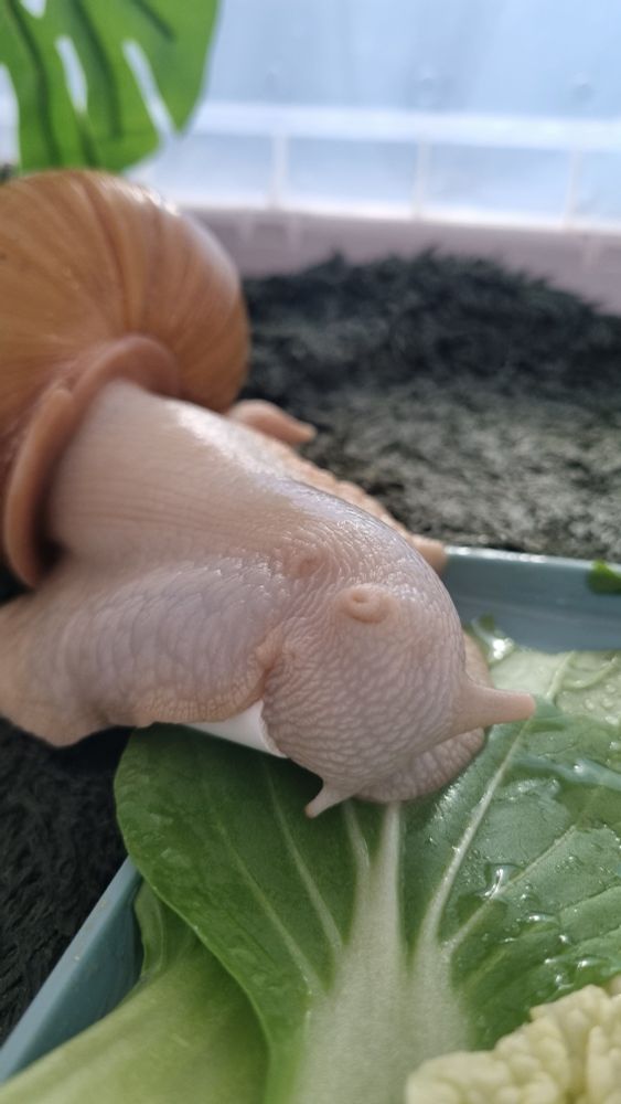 달팽이가 분필을 꽉 움켜쥐고 먹는 중이다. 눈 한 쪽을 감은 걸 보니 맛있나보다.