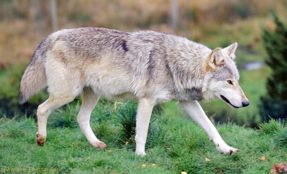 A grey wolf. Common in North American and Eurasian wildernesses