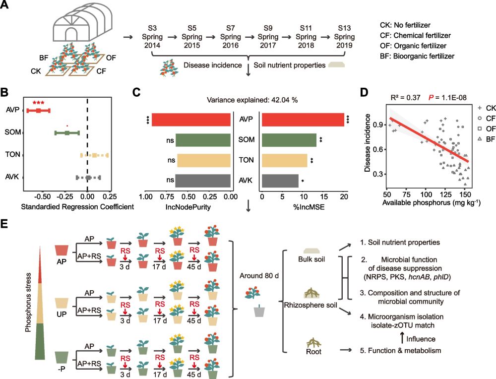 Phosphorus availability influences disease-suppressive soil microbiome through plant-microbe interactions - Microbiome