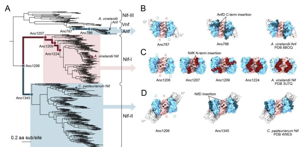 A figure from the preprint manuscript showing a phylogenetic tree with the three clases of molybdenum-dependent nitrogenases and their predicted structures