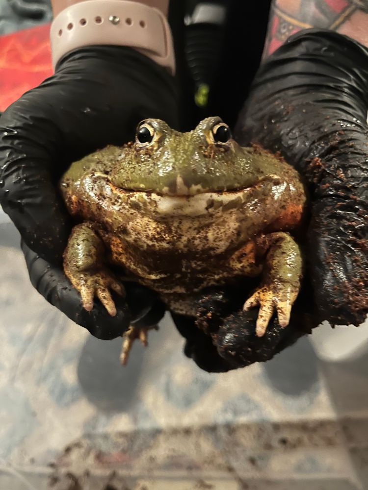 Black gloved hands holding an African bullfrog. He looks happy but he’s actually extremely mad lol