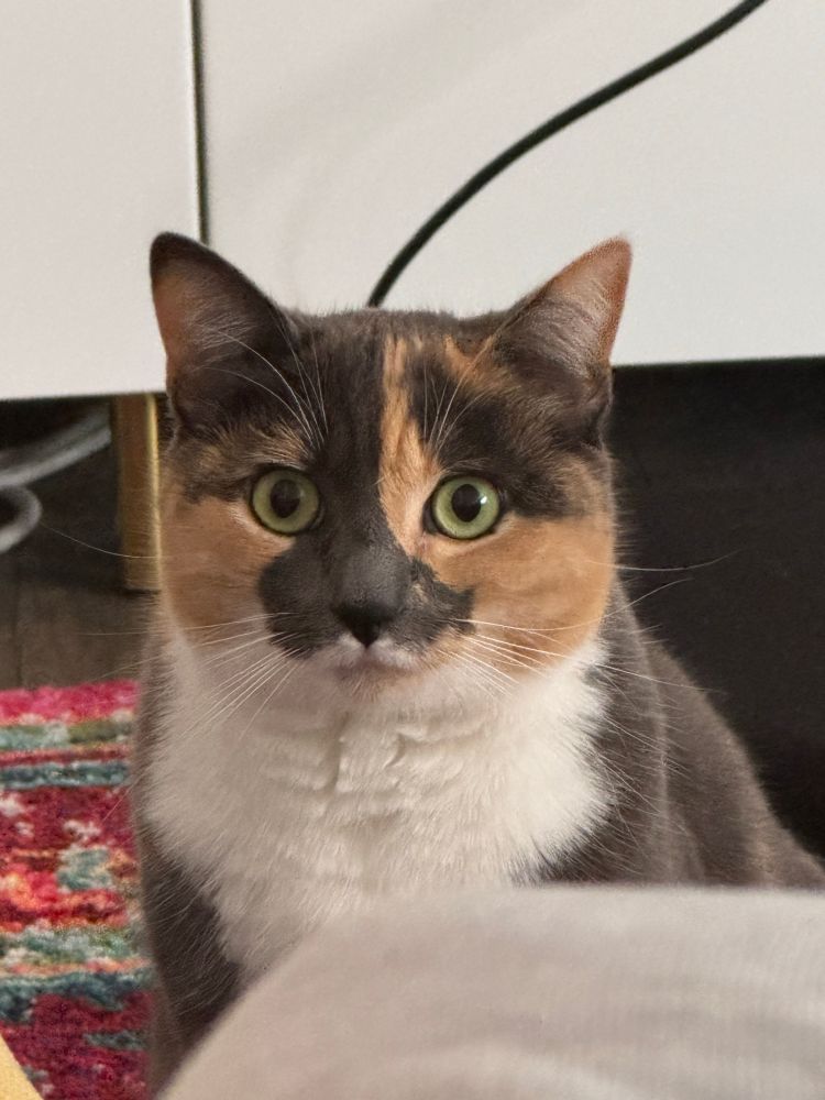 A calico cat staring directly into the camera 
