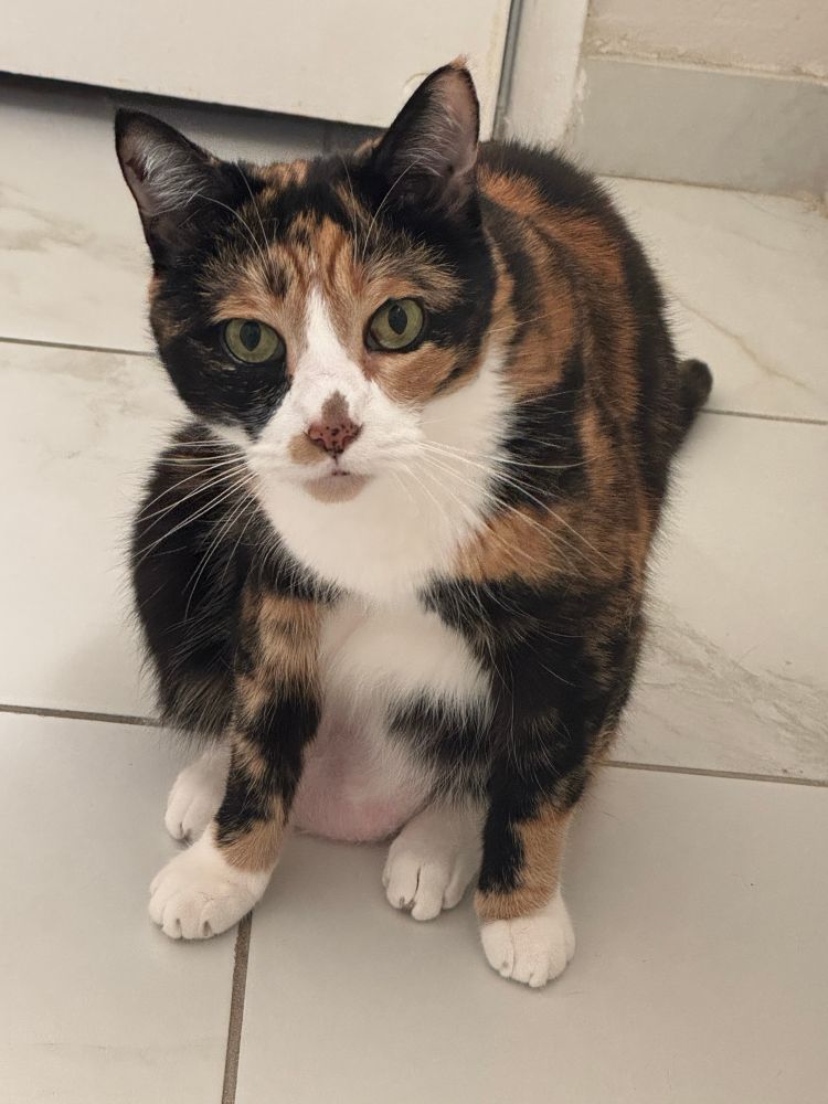 A calico cat sitting with her saggy belly on the floor