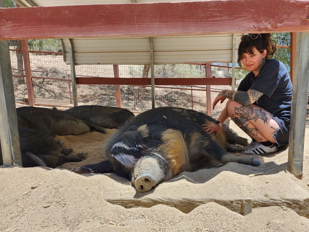 A girl in all black with tattoos petting a big pig on the tummy with some sleeping pigs in the background 