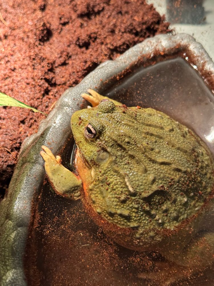 An African bullfrog in a water dish with his arms resting on the rim. There is some coconut husk substrate in the background 