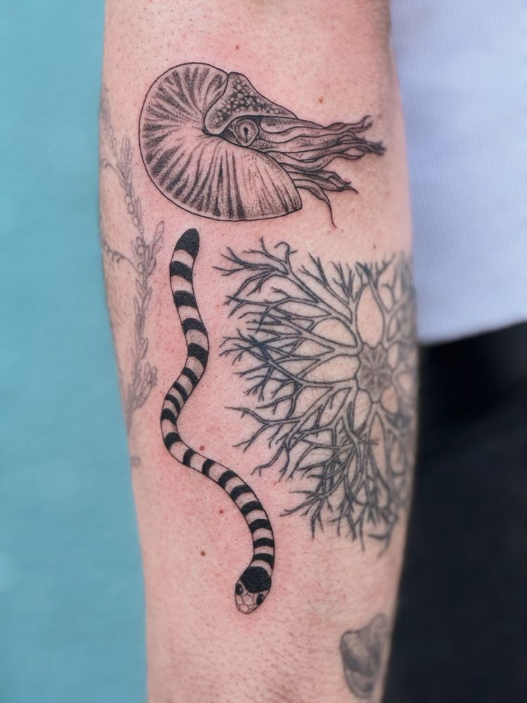 Tattoo of a sea krait and nautilus next to a healed tattoo of a basket star