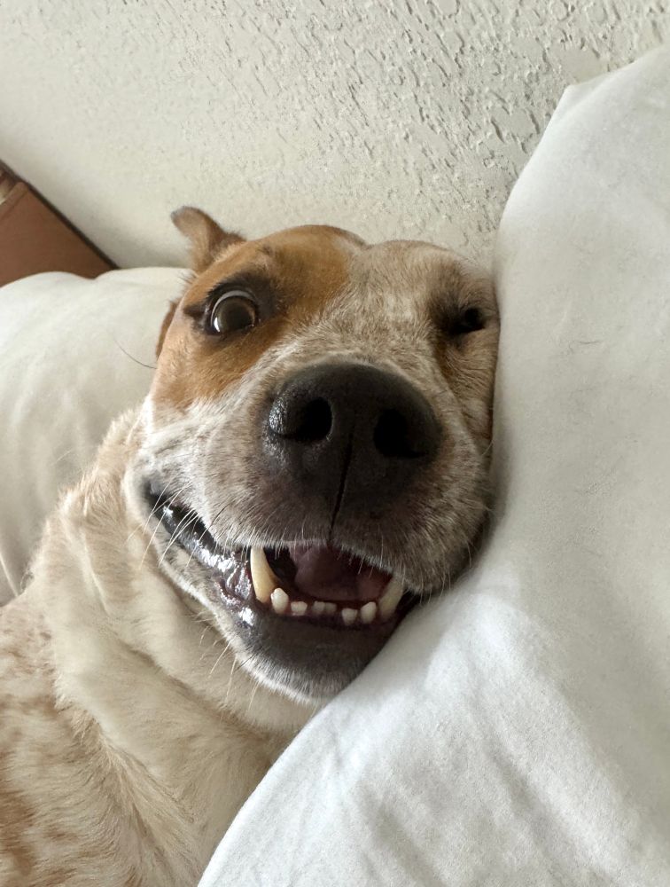A cattle dog mix laying on a pillow with her mouth open and one eye closed