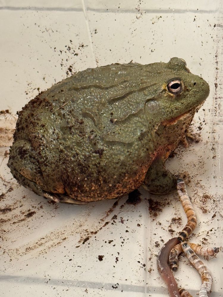 A dumbass big round African bullfrog in a Tupperware bin with dirt and worms around him