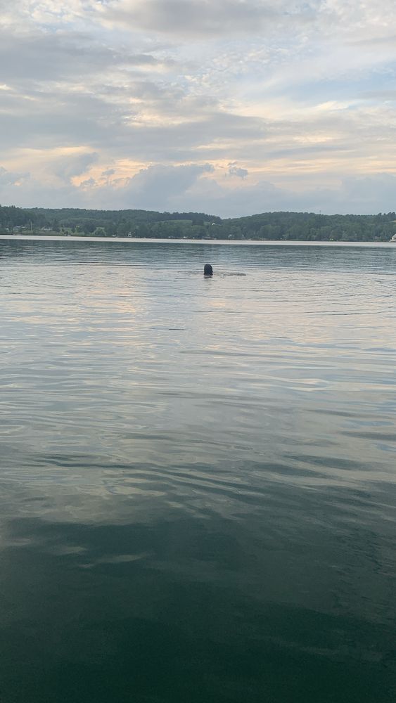 A picture of the back of my wife’s head as she bobbles far off in the lake infront of me. The sky is pastel blue with cream breaks and swirling white and blue clouds broken by the canopy of the tree line and the far hills and then the large dark blue lake expanding back to where I am