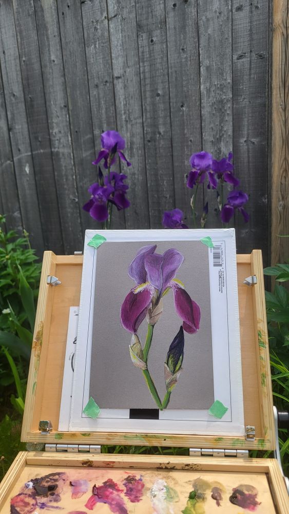 Painting of an extravagant purple bearded iris on grey paper. The clump of purple irises are blooming despite the smoke because they are like that.