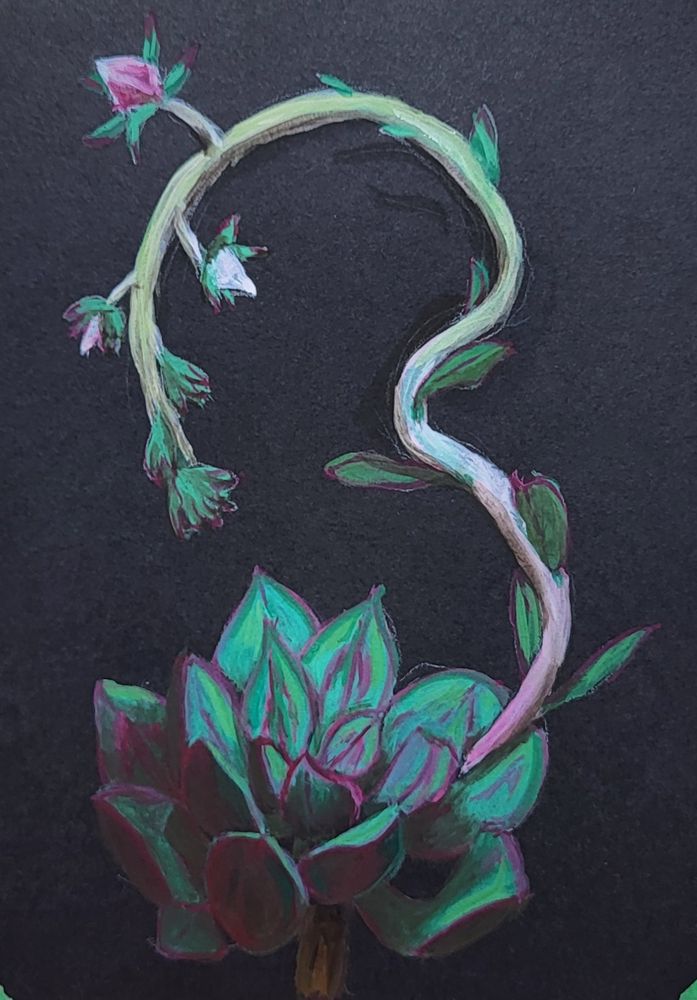 A green-blue thick-leaved succulent with purpleish markings on the edge and center of the leaves. A pale flower stem rises from the side and squiggles around the page above the main plant. Small leaves sparcely cover the stem and pink and white triangular flowers line it. The end of the stem is covered in green buds.