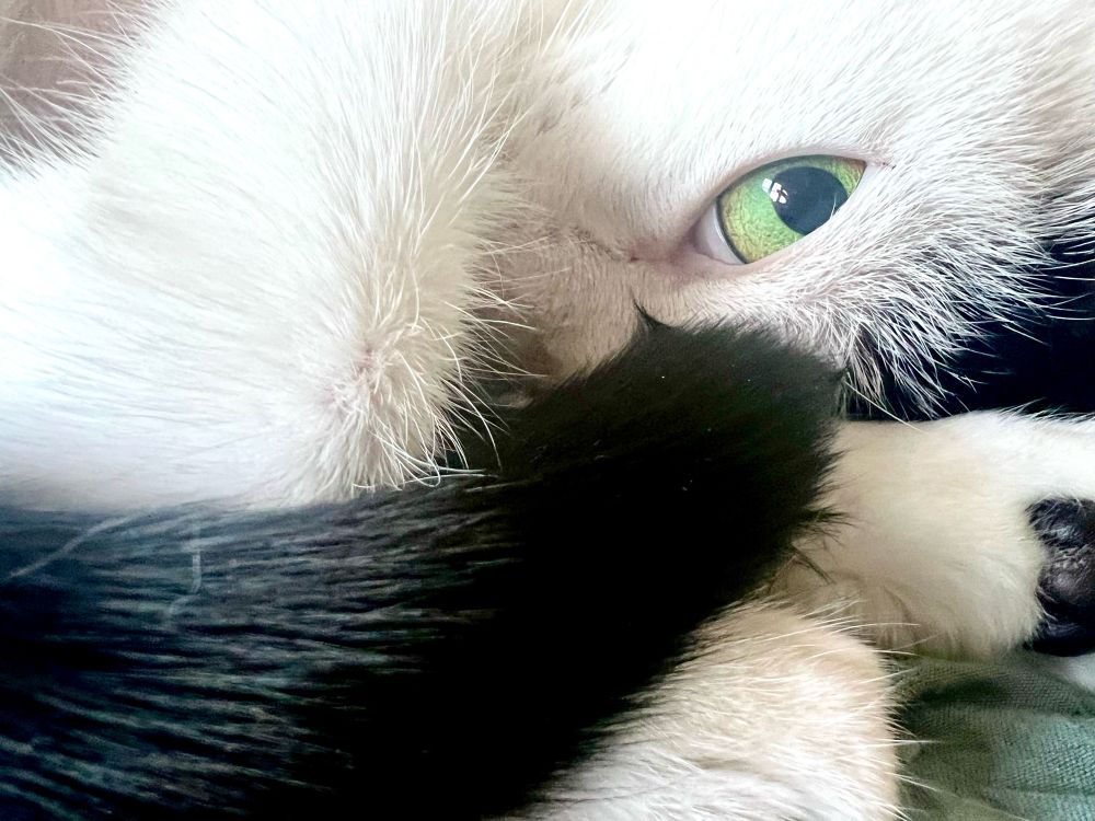 Closeup shot of a black and white cat curled up. Only her tail, eye, and part of a foot are visible