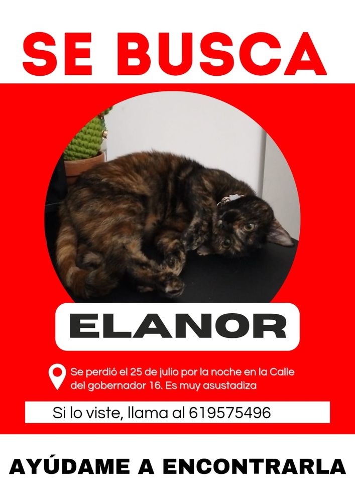 Imagen de se busca de una gatita carey de menos de un año