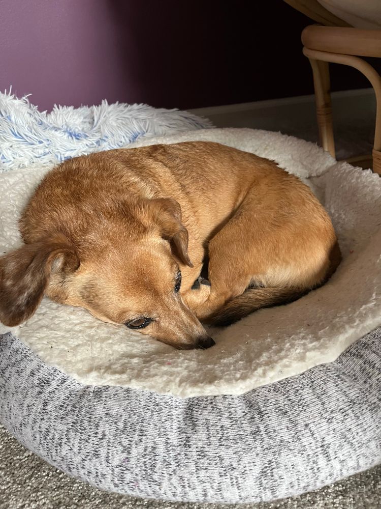 Brown dachshund mix curled up in her bed 