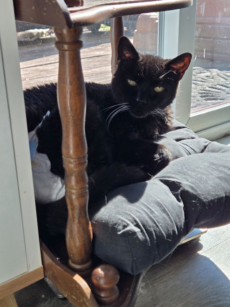 A lovely elder black cat laying on her own personal sun bed
