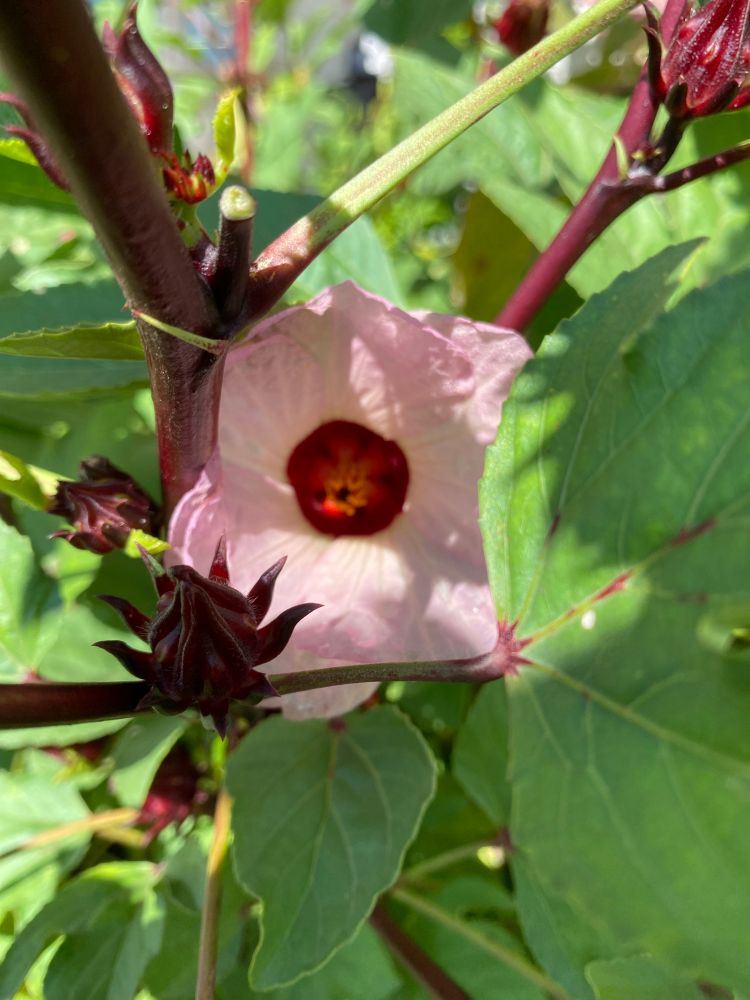 Color photo of a pink petaled, with deep red center, hibiscus bloom amongst its green leaves, with an empty calyx in front.  Will be making tea, maybe a bit of jam from the calyxes.  Tastes a lot like cranberry, lots of vitamin C. The whole plant is edible.