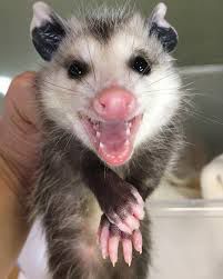 a possum, mouth open, looking at the camera in hopes of sharing her enormous neume script knowledge 