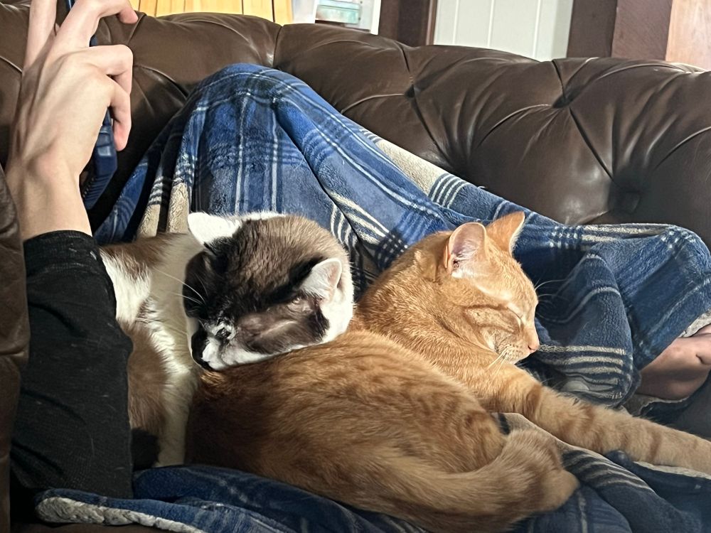 a white cat white brown spots uses the back on an orange cat as a pillow. they are both in the lap of a skinny teen who is under a blue plaid blanket. 