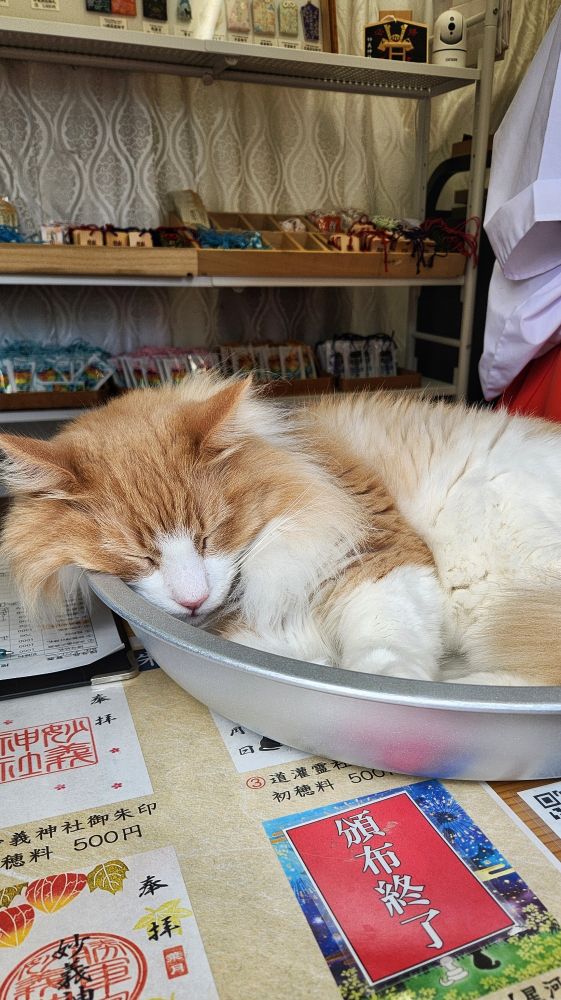 看板猫のむぎくん