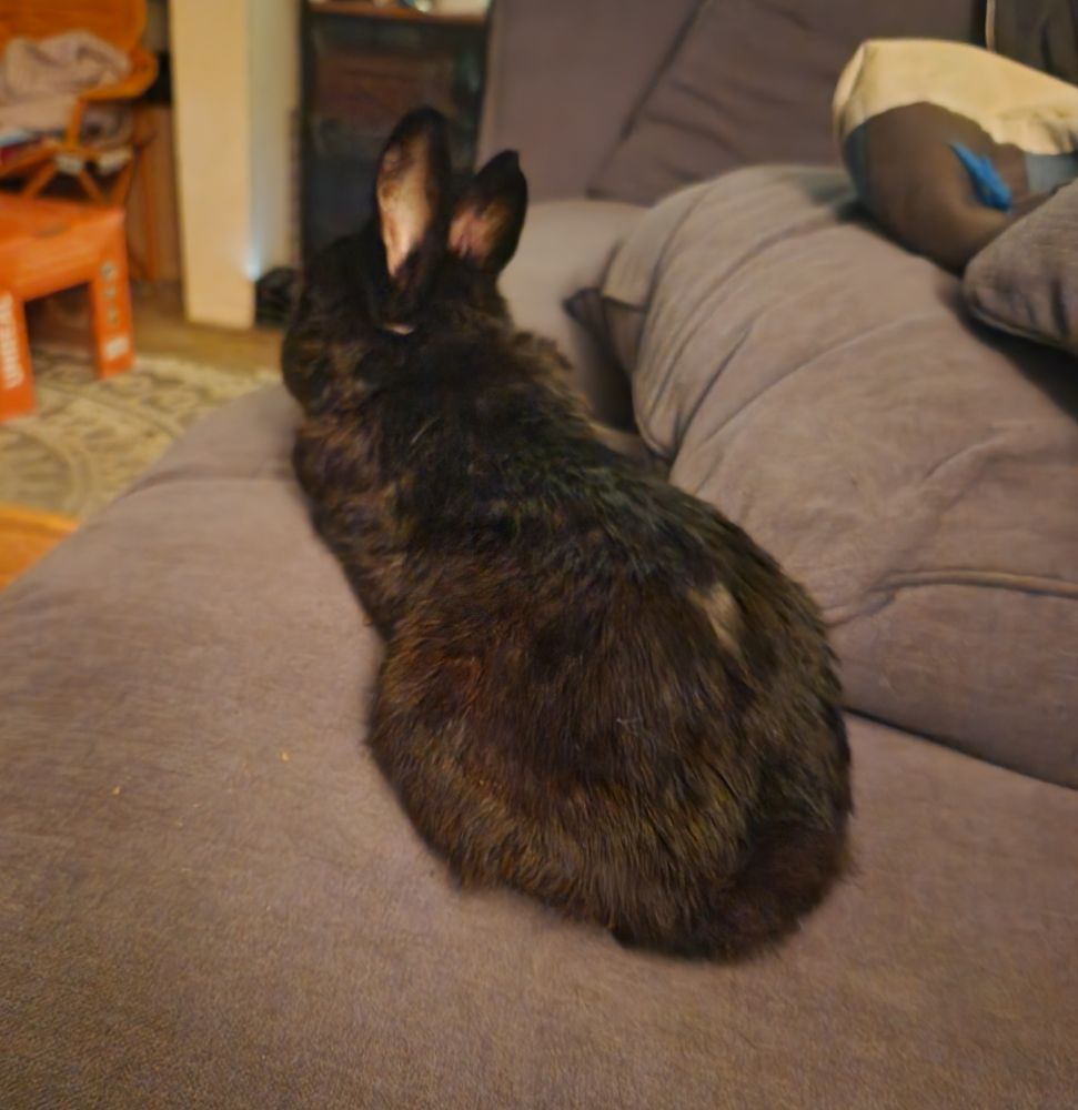 Black bunny laying on the center cushion on his couch, enjoying some masterpiece theater. 