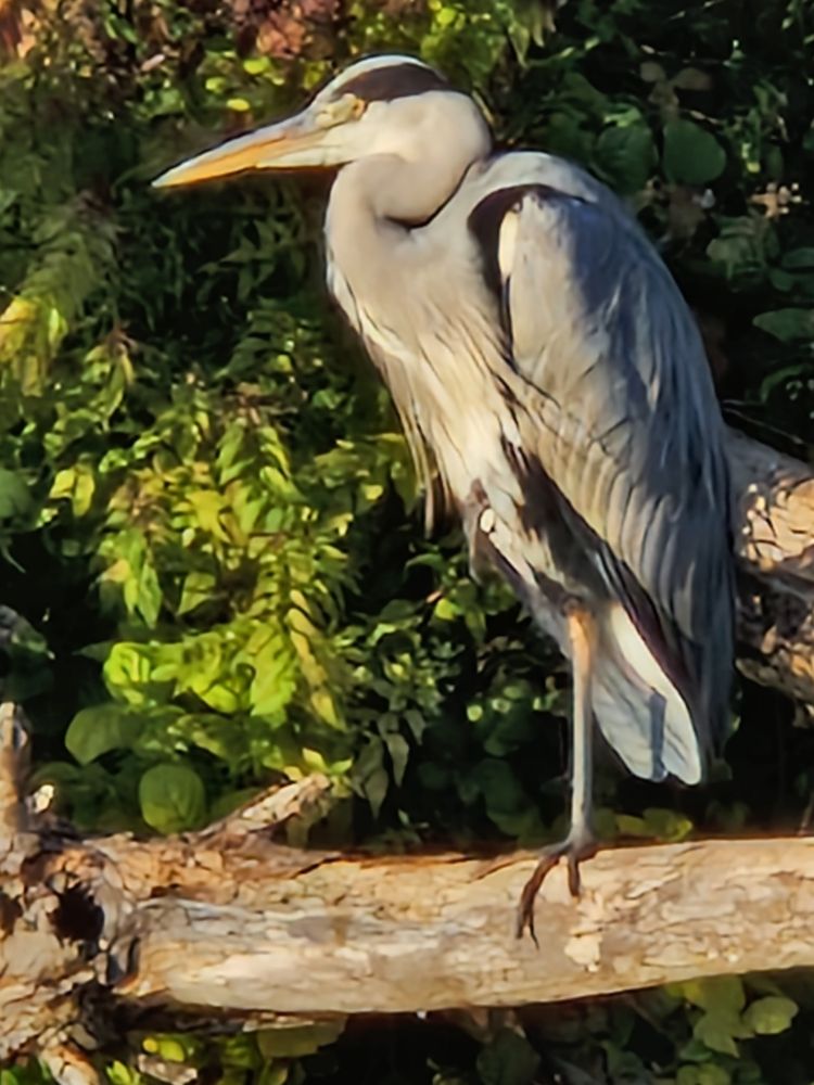 Heron posing on a log