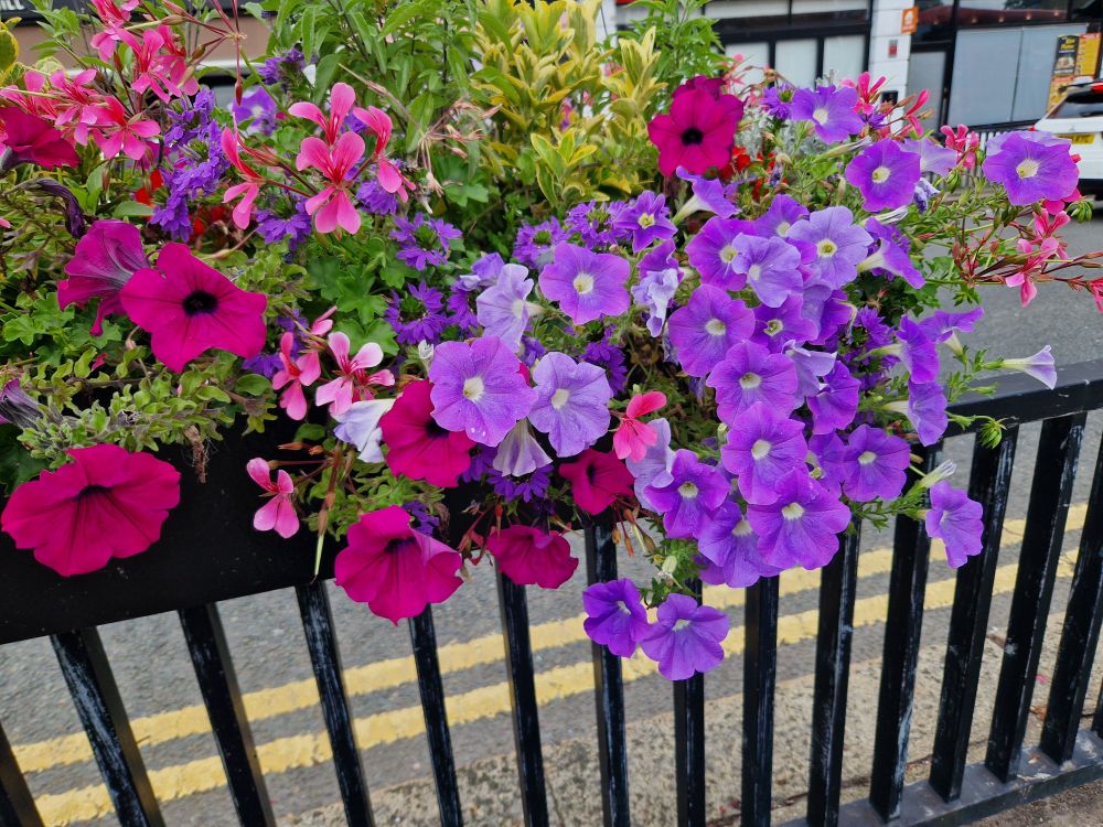 Purple and red flowers in a planter on  black railings 