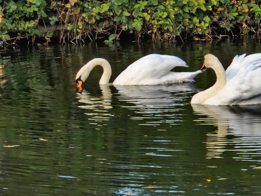 A pair of mute swans on the water