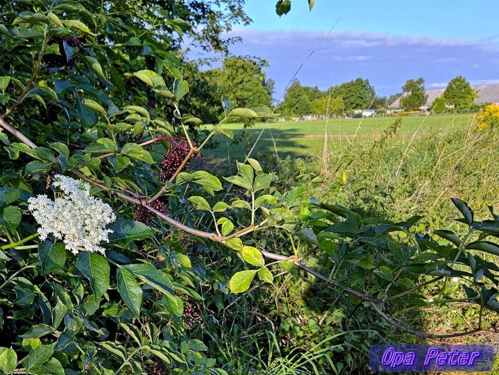 Früchte und zweite Blüte an einem Holunderbusch
