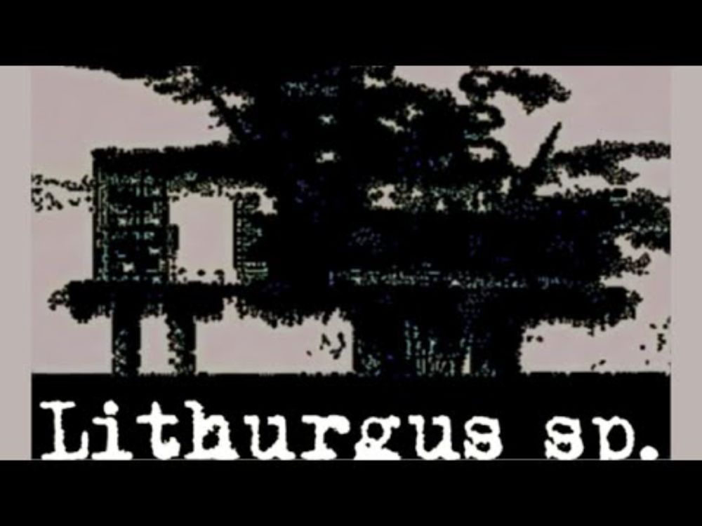 「Average nap nightmare 」 - Lithurgus sp.
