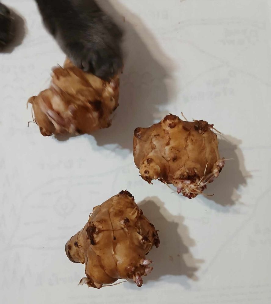 Cat tries to prematurely harvest my Jerusalem artichokes.