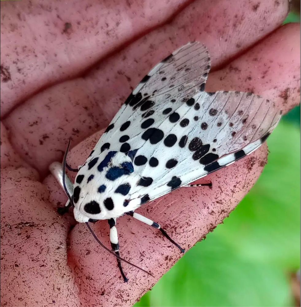 A black and white spotted moth resting on someone's hand. It's about the length of the person's pinky finger.