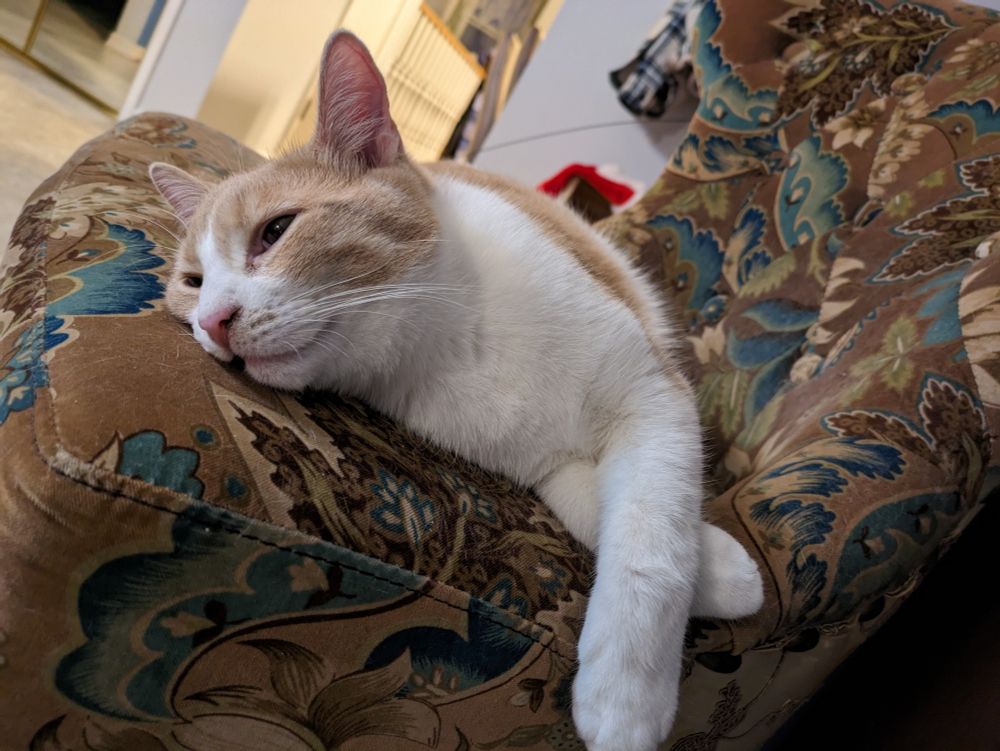 An orange and white cat laying on his side, eyes half open and chill as hell.