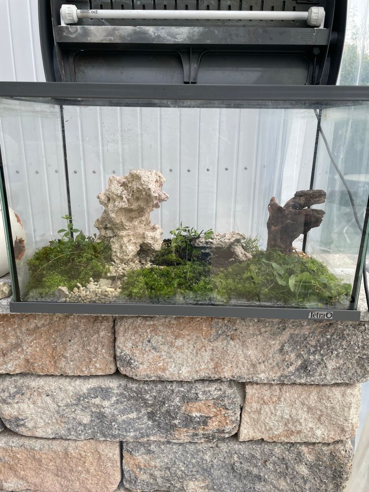 Aquarium bepflanzt mit Moos, Gras. Deko mit Steinen und Wurzeln 