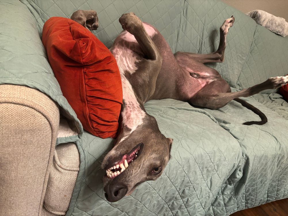 Blue Brindle Greyhound sleeping in his back (“roaching”) showing his teeth while snoring. He is laying on a green covered couch with a terracotta-colored  pillow.