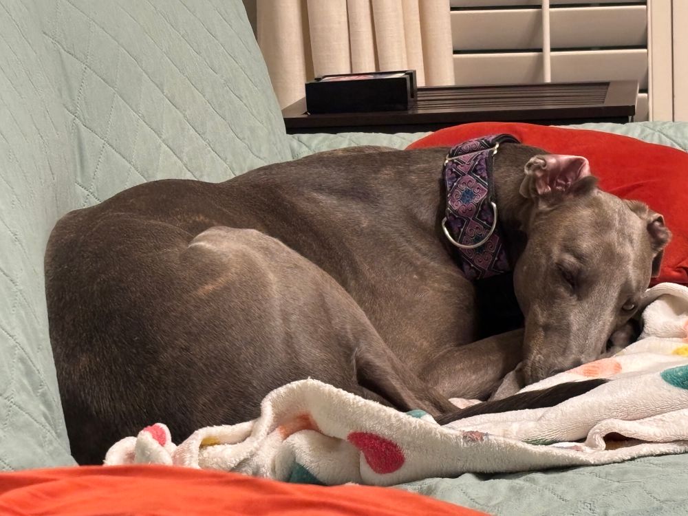 Blue Brindle Greyhound sleeps all curled up on a polka dot blanket on a green couch with terracotta colored pillows. 