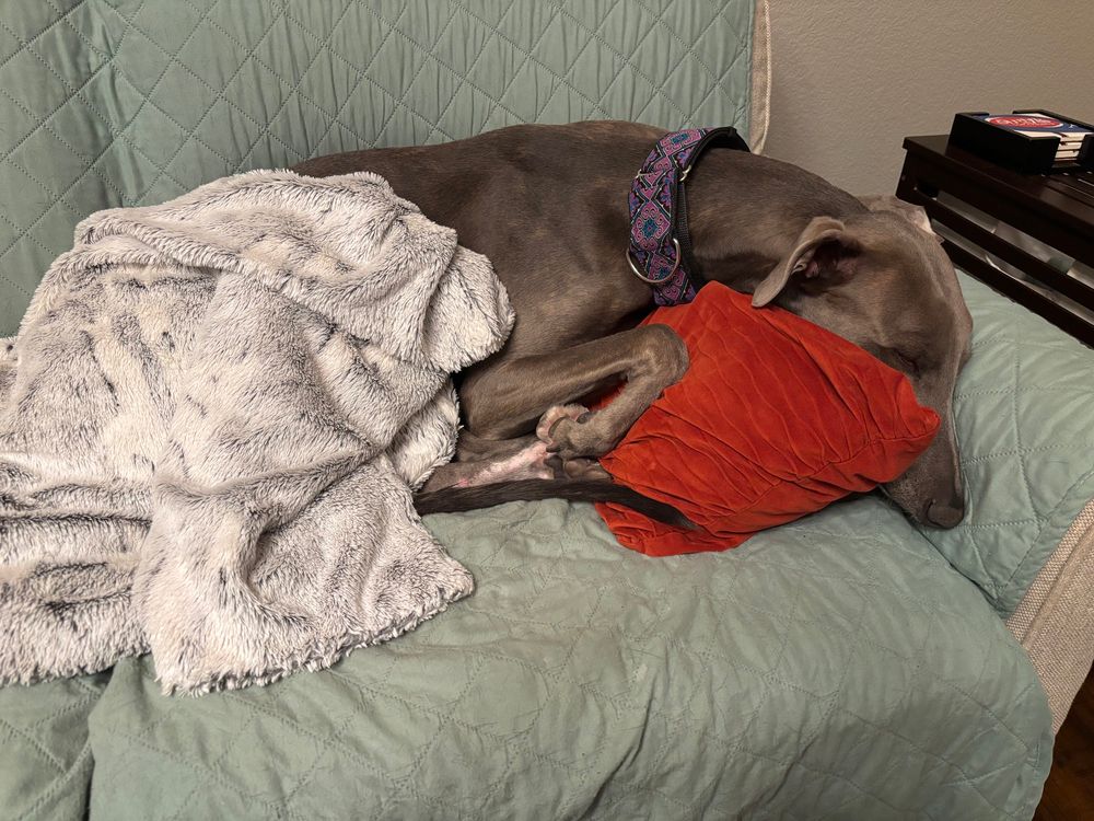 Blue brindle greyhound snuggled into a terracotta colored pillow and covered with a grey fuzzy blanket. 