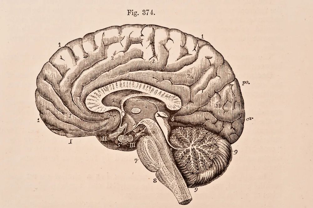 A medical illustration of the human brain.