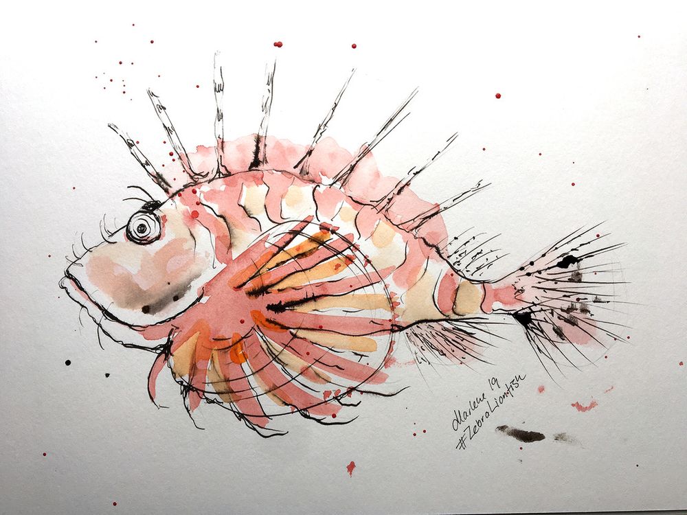 Watercolour painting of a zebra lionfish.