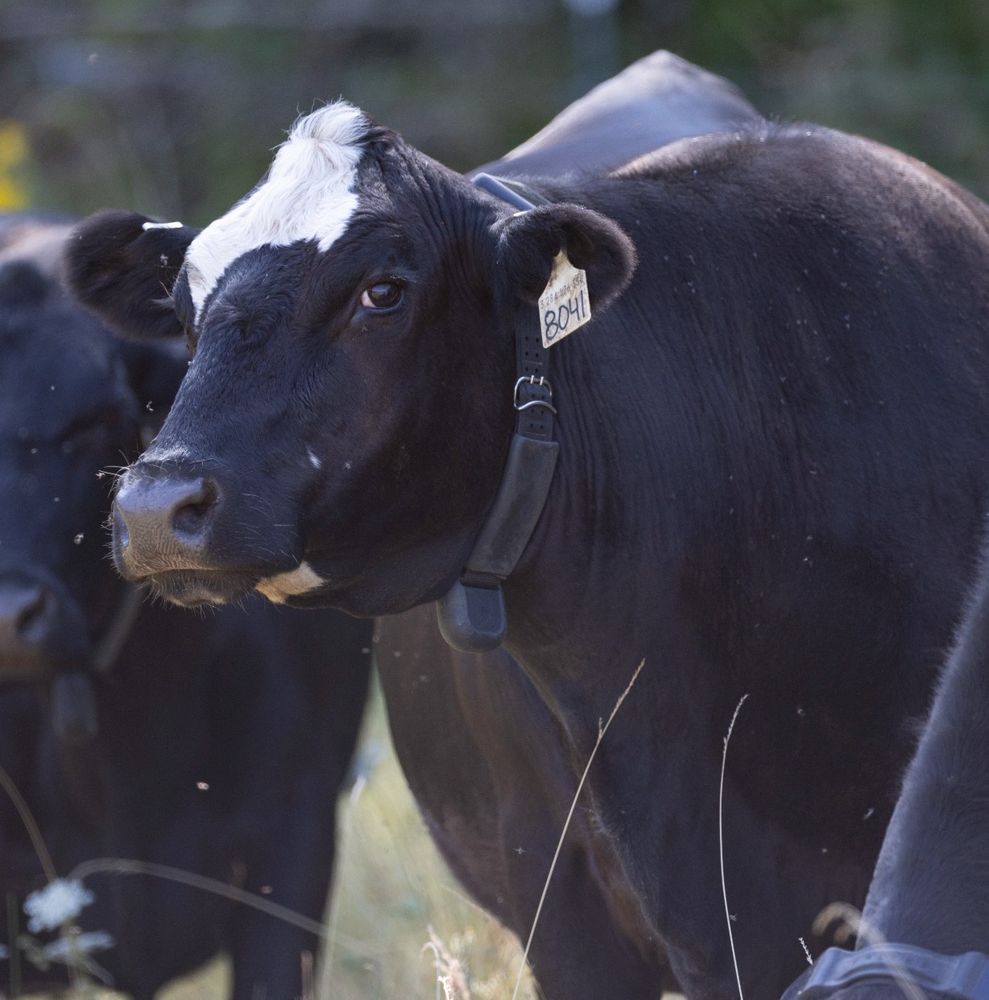 Cow with GPS tracker for virtual fencing. 