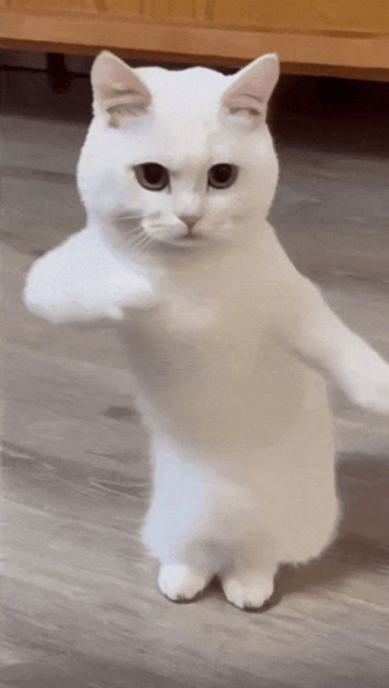 a white cat standing on its hind legs with its paws outstretched