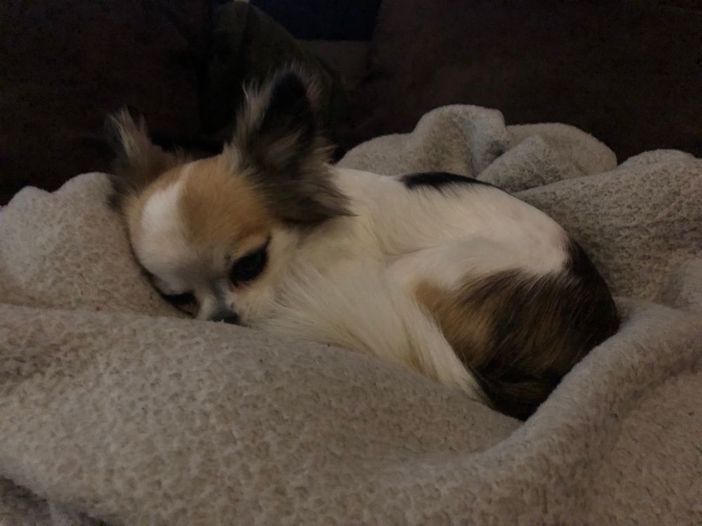 Ein weiß-wildfarben gefleckter langhaar-Chihuahua liegt zusammengerollt auf einer beigen aufgeschüttelten Decke und döst.