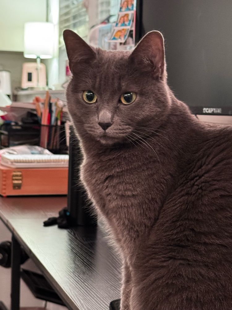 a russian blue cat being very cute and demure uwu